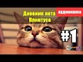 Записки кота Плинтуса 1 из 5