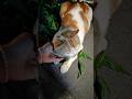 #cat #cats #kucing #kucinglucu #kucinggemoy #kucingimut #catlover #kitty #kittycat #oyen #kucingoren