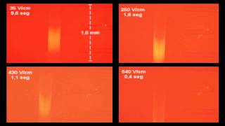 DNA microchannel electrophoresis, Different speeds, PDMS