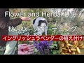 【ガーデニングvlog】ラベンダーの植え方|突然弱ったセージ|花とハーブの庭|ハーブを使った軽食を作る|続編ハーブ種生長記録【花とハーブのある暮らし】