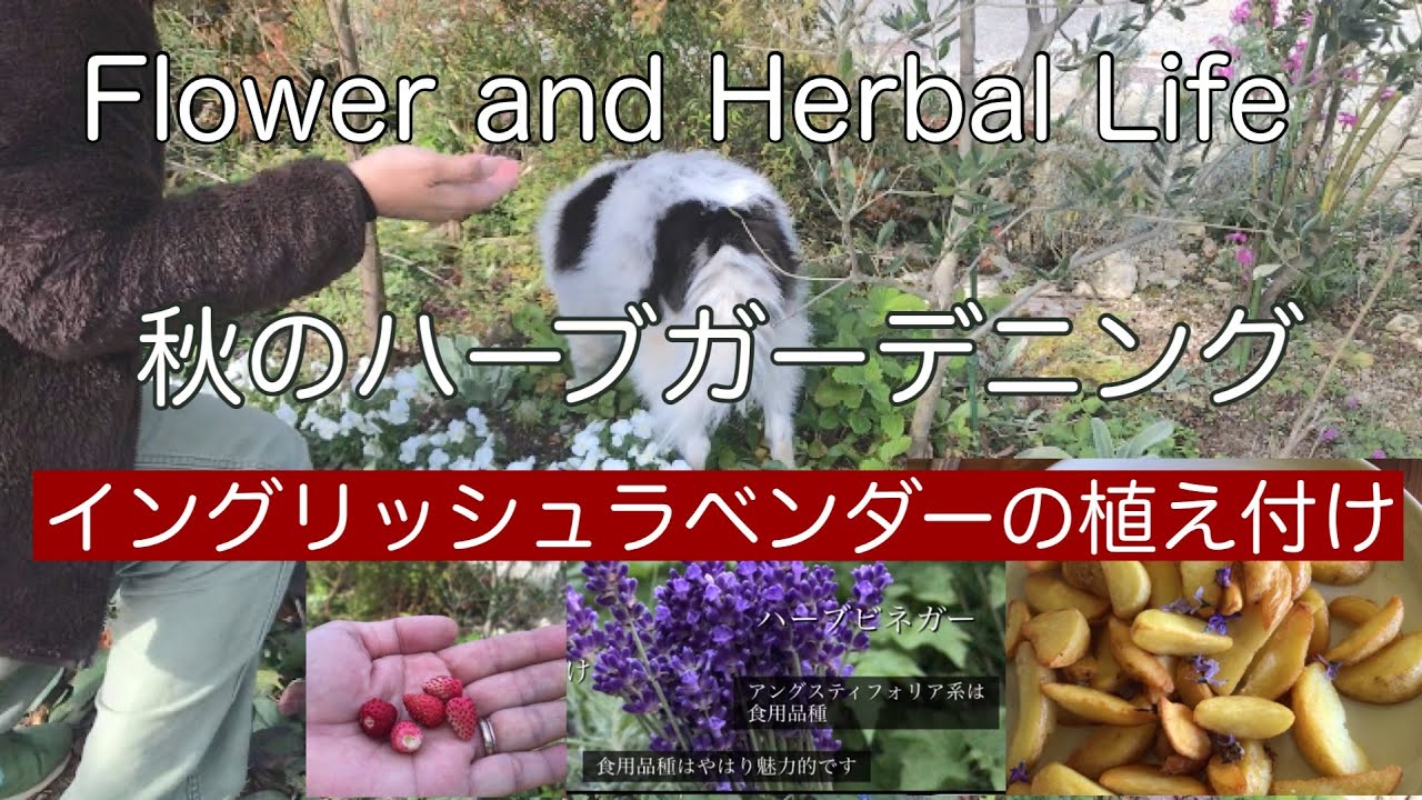 ガーデニングvlog ラベンダーの植え方 突然弱ったセージ 花とハーブの庭 ハーブを使った軽食を作る 続編ハーブ種生長記録 花とハーブのある暮らし Youtube
