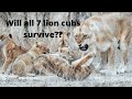 WILL ALL 7 LION CUBS SURVIVE?