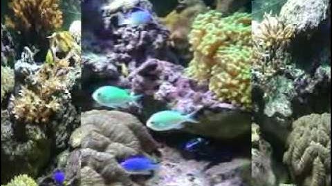 مصطفى الفرجاني /ليبيا /سورة النحل