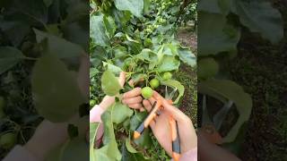 🌳 Apple Orchard LIVE🍎 | Fruit Thinning✂️ | Growing Better Apples✨ June 18, 2026