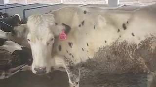 Archive محفوظ شدہ دستاویزات Pakistan's First Environmental Control Dairy Farm See Swedish Cows