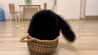 Cat in basket 🐈‍⬛🧺　カゴに入る猫、後ろ姿の背中の丸みが可愛い。 by Catz Club 1,943 views 7 days ago 1 minute, 38 seconds