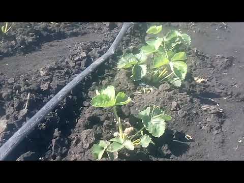 Цветение земклубники Купчиха