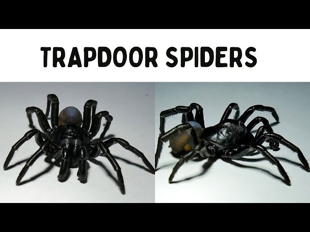 Pine Rockland Trapdoor Spider: Venomous Creature Found at Miami Zoo