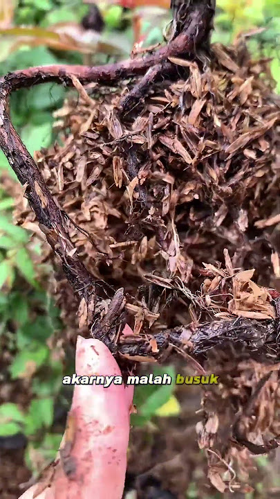Penyebab mawar layu terus menerus #tips #bunga #mawar #layu #perawatan #rose #flowers #watering