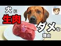 犬に生肉をあげてはいけない理由５選【獣医の見解】