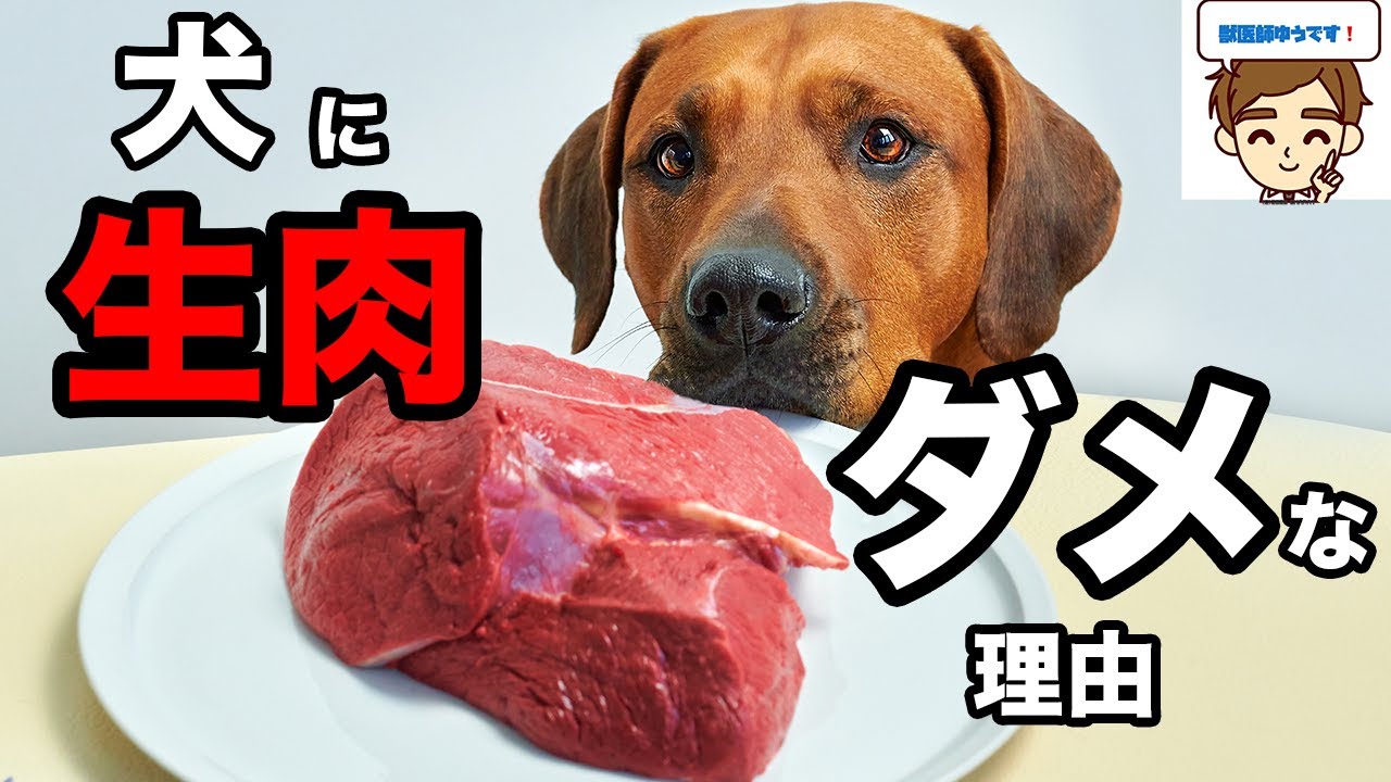 犬に生肉をあげてはいけない理由５選【獣医の見解】
