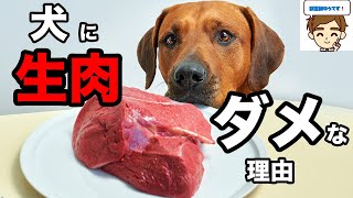 犬に生肉をあげてはいけない理由５選【獣医の見解】