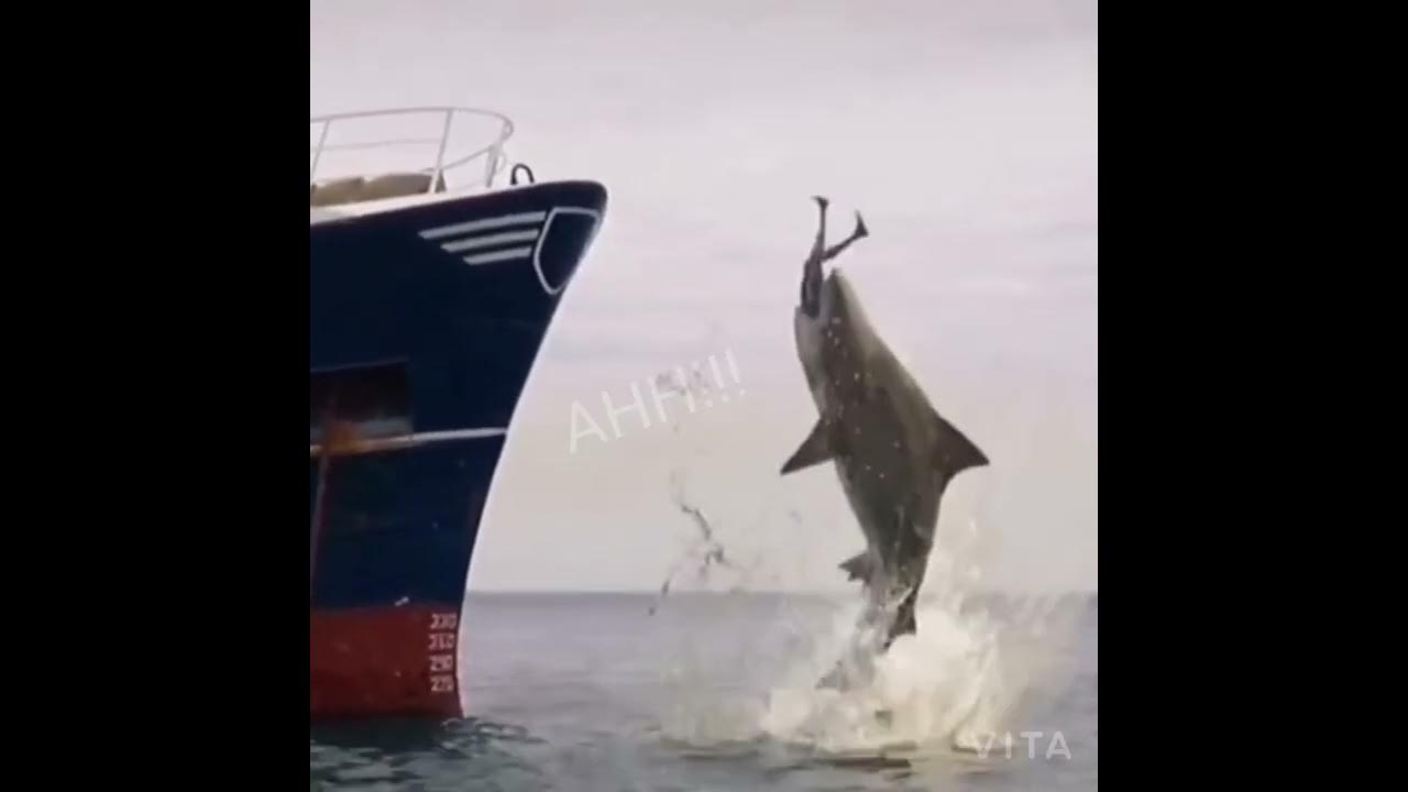 Man dives off of ship and gets eaten by a shark. Woman GASP - YouTube