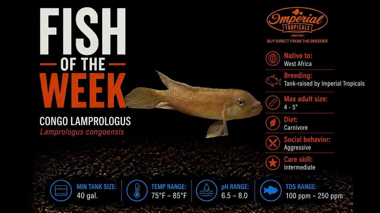💯❤️ 🐟 Fish of the Week: Congo Lamprologus (Lamprologus congoensis)  #imperialtropicals #