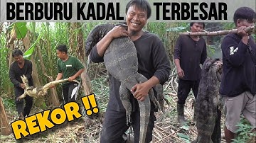 BERBURU BIAWAK PECAH REKOR TERBESAR || PEST CONTROL || MONITOR LIZARD
