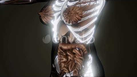 Transparent Human Body with Visible Bones | Motion Graphics - Videohive template