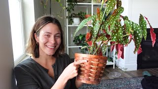 Repotting My *MOST SPECIAL* Begonia Maculata Plant | Houseplant Repot &amp; Chat