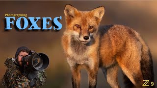 FINDING and photographing FOXES | How to take Sharp PRO images  Nikon Z9