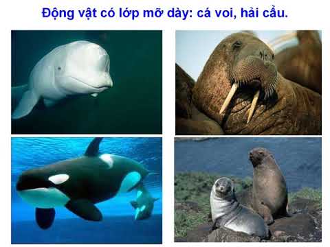 Địa lí 7 - Bài 21: Môi trường đới lạnh do thầy Nguyễn Văn Hưng thực hiện (Tuần 8: Từ ngày 25/10 đến ngày 30/10)