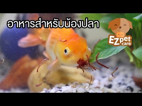 EZ pet care [by Mahidol] อาหารสำหรับน้องปลา
