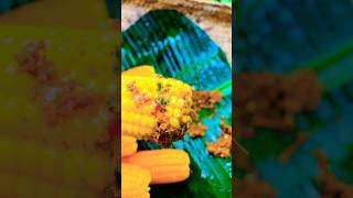 කොච්චි මිරිස්  එක්ක සැරට බඩ ඉරිඟු?Spicy corn  Bada irigu shorts traditional Anu Kitchen lk