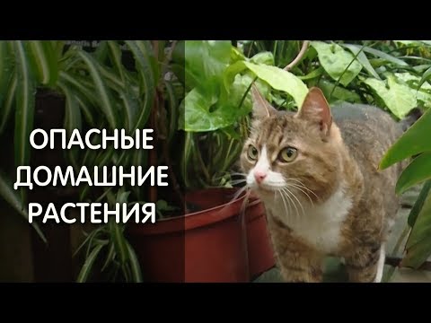 Эти растения – яд для кошек и собак!