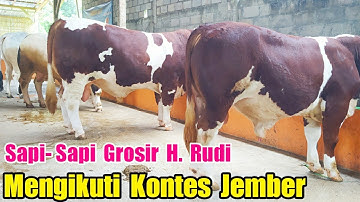 Sapi-Sapi Grosir H. Rudi Mengikuti Kontes Jember Besok #malang #jember