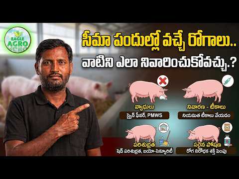 Diseases in Pigs and How to Prevent Them | Eagle Agro