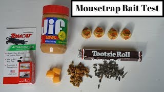 Mousetrap Bait Test With Motion Cameras & Wild Mice/Rats. What Is the Best Mousetrap Bait?