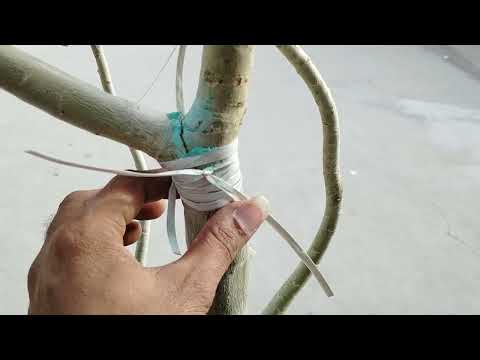Adenium Plant की डाली टूट गई है तो इस तरह फिर से जोड़े सबसे अच्छा तरीका / Adenium Plant