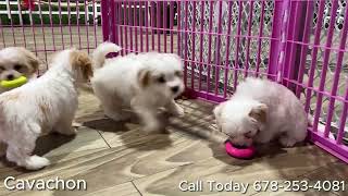 New litter of Cavapoochons, Poodles, Cavachons, Yorkiepoos, Poms, Cavapoos, Bichon Frise and more