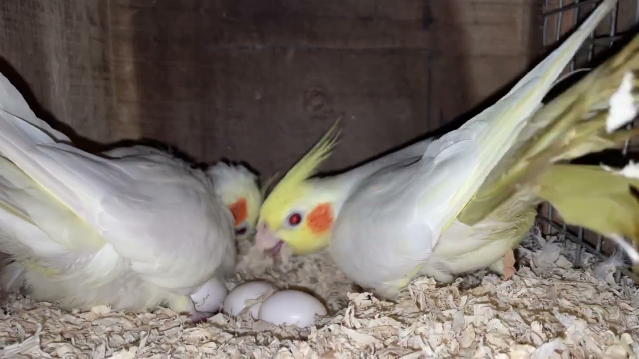 Cute cockatiels breeding progression EP: 30
