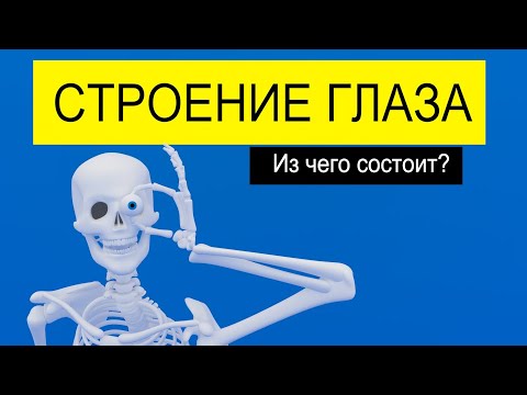 Строение глаза (схематично)| Medanatfarm