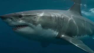 FINAL TRAILER - DEPTHS OF FEAR :)