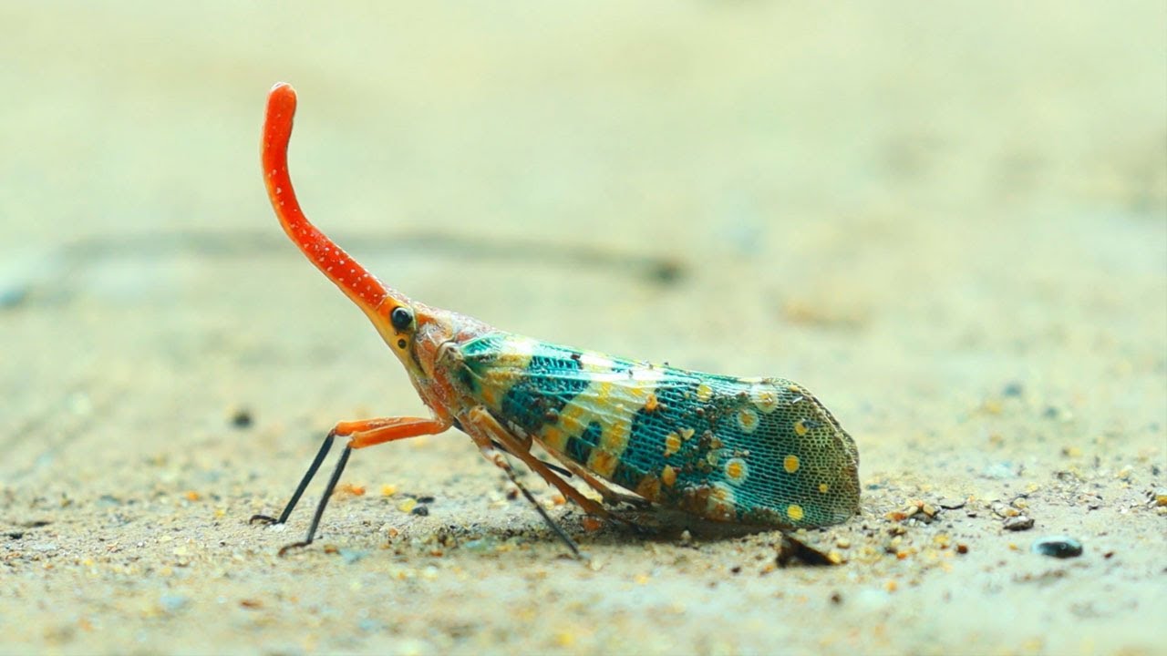 Most beautiful insect's in the world