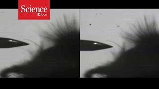 How bees detect flowers' electric fields