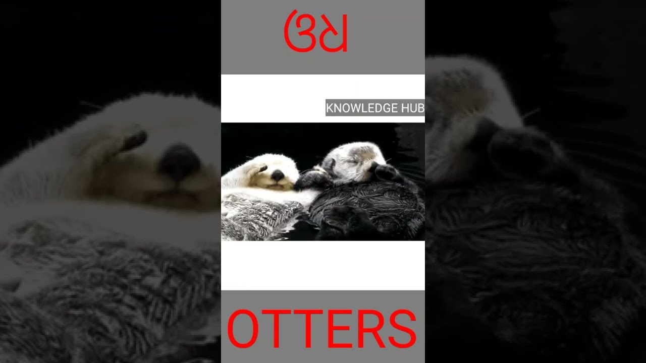 OTTERS। 🦦। 