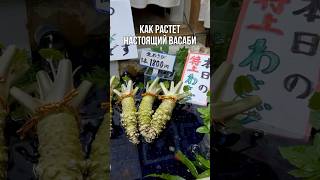 Настоящий васаби- редкость. И вот почему…