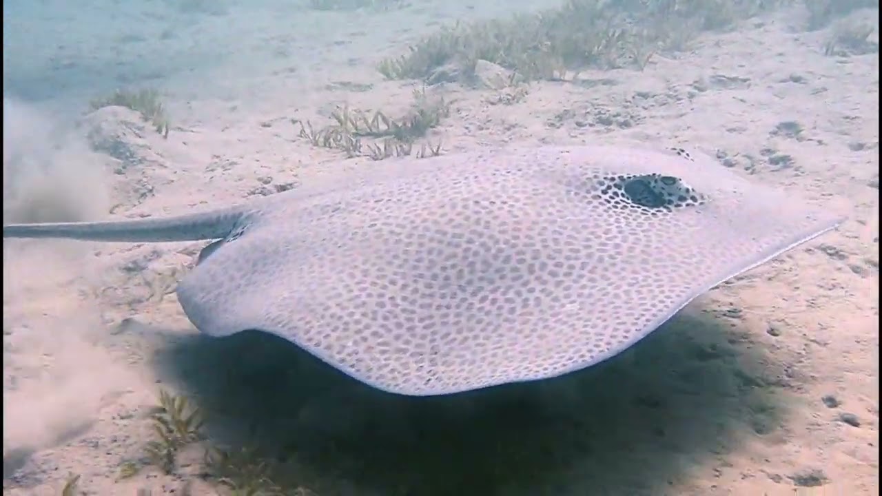 Leopard stingray 