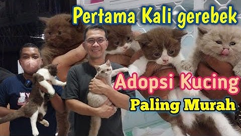 ADOPSI KUCING BSH CINNAMON" MAHAR  BERSAHABAT CUMA di Grapin Cats