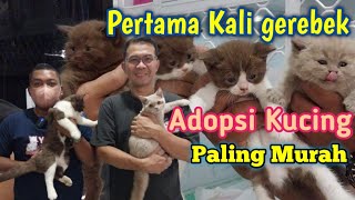ADOPSI KUCING BSH CINNAMON\