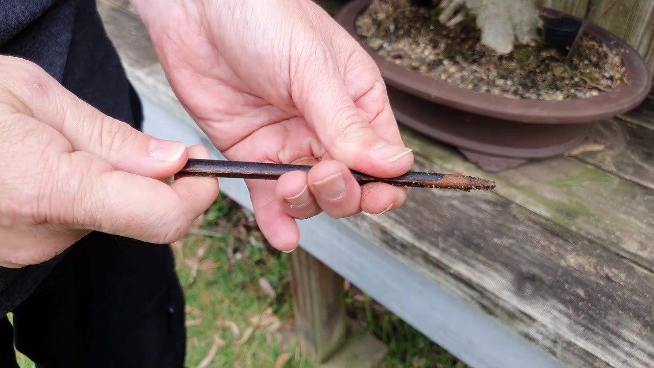 Bonsai Watering Assessment with chopstick YouTube