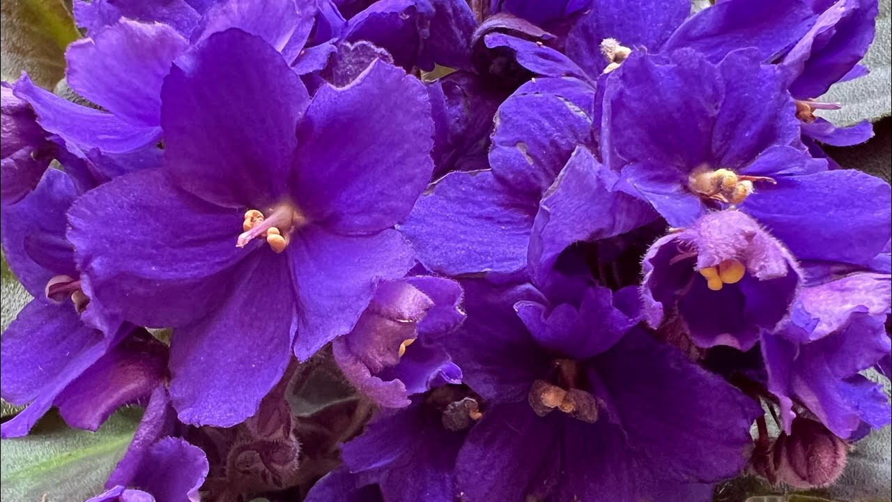 Sustratos, consejos y más de Violetas Africanas  ,Transplante ,  Cuidados y Abonos #violets