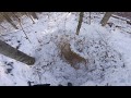 охота на кабанов с рабочими собаками в глухой тайге.wild boar hunting with dogs