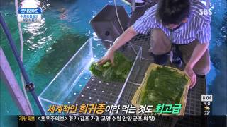 토요특집 모닝와이드 20130713 #6(4)