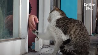 Feral Cats Choose Their Human Butler Who Has These Features (Part 2) | Kritter Klub