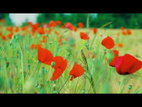 הגאון הינוקא - ניגון קרבת ה'