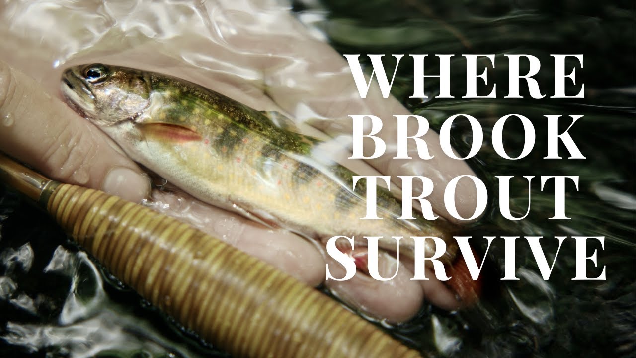Fly fishing for Brook Trout in the Backcountry with Oyster Bamboo Fly Rods