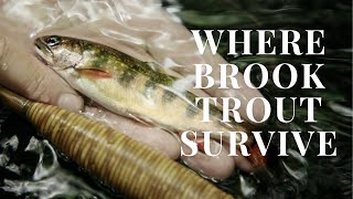 Fly fishing for Brook Trout in the Backcountry with Oyster Bamboo Fly Rods