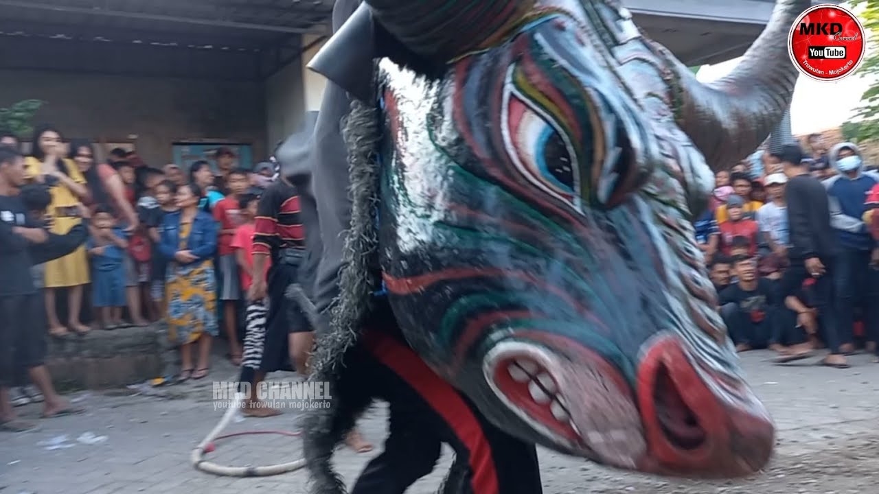 bantengan super jumbo rojo maheso suro live mojokembang mojowarno